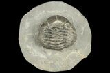Wide Eldredgeops Trilobite Fossil - Hamburg, New York #188879-1